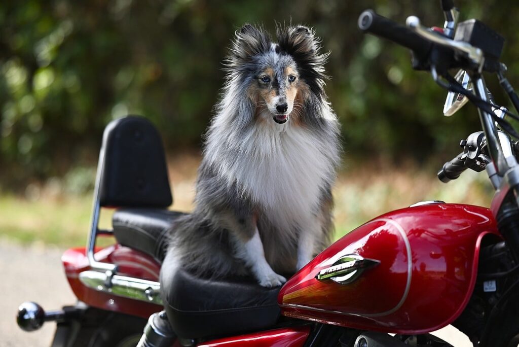 Köpeğiyle Türkiye turuna çıktı