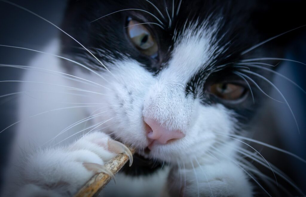 Misafir Yazar: Kedi Trendi