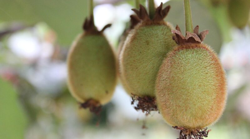 Saçlarınız İçin Mango, Cildiniz İçin Kivi Tüketin !