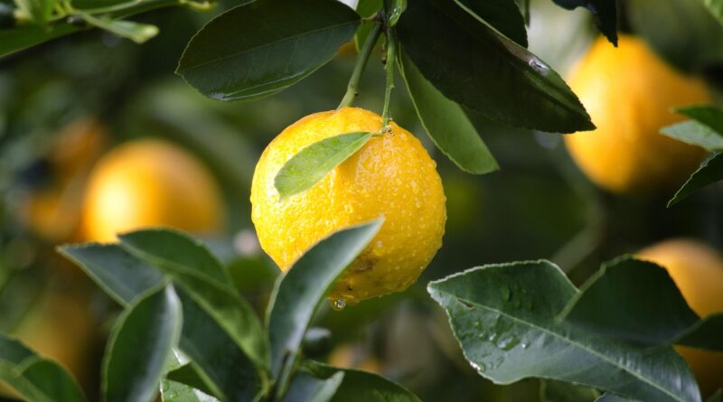 Şeker hastalarına limon uyarısı!